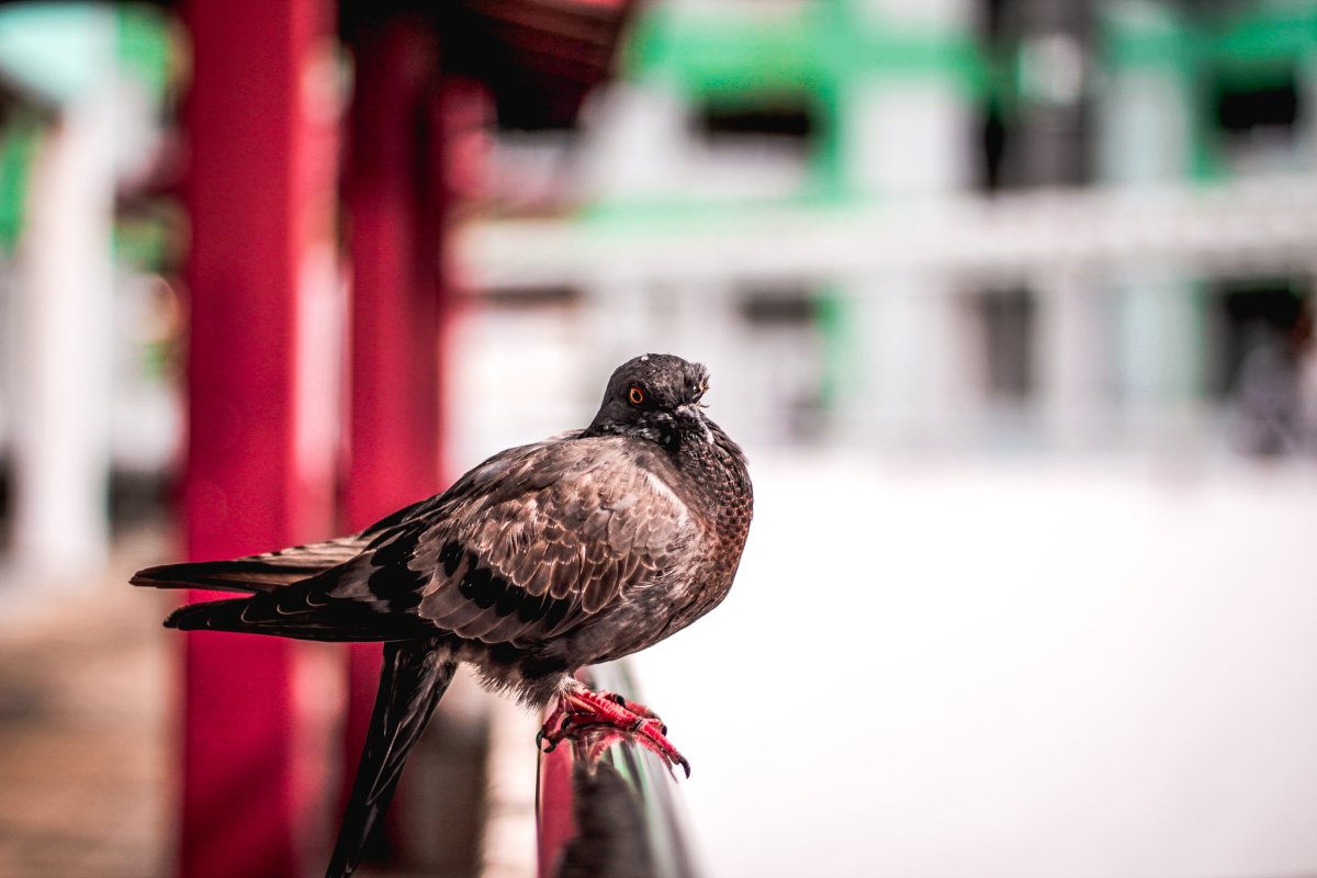 Бродячие птицы