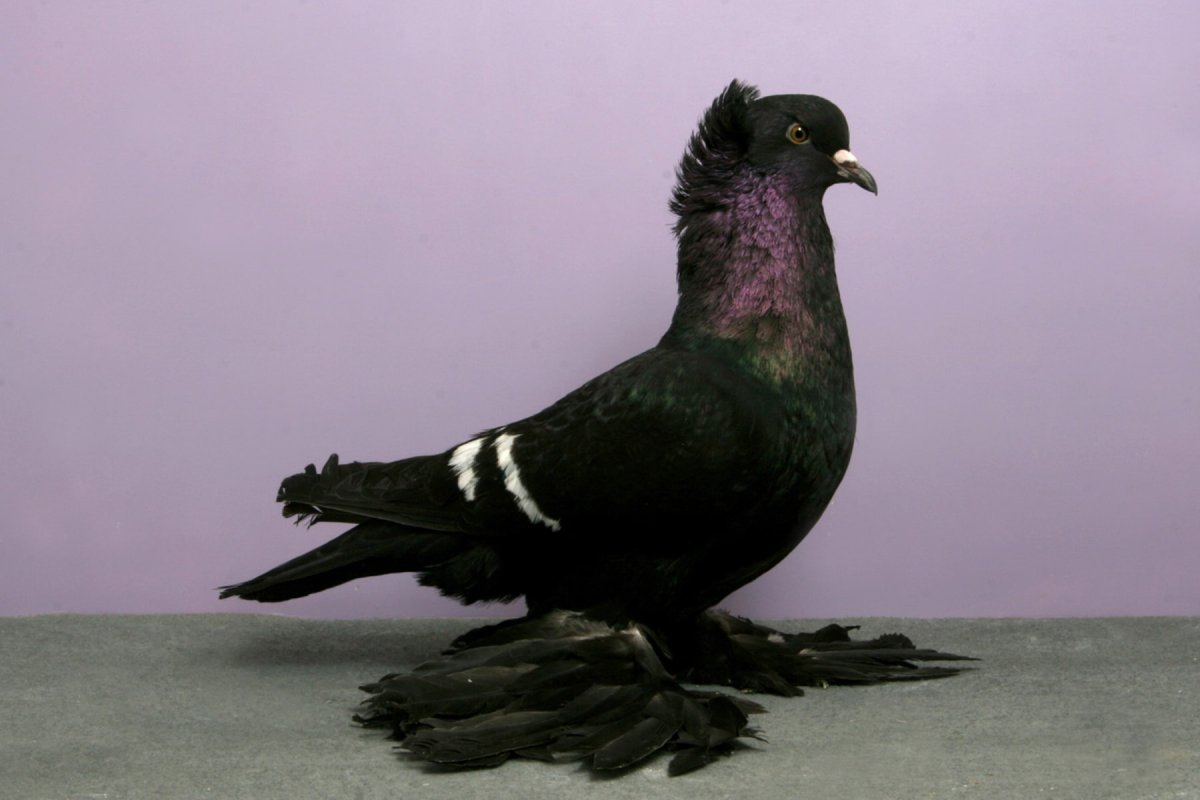 Турман голубь