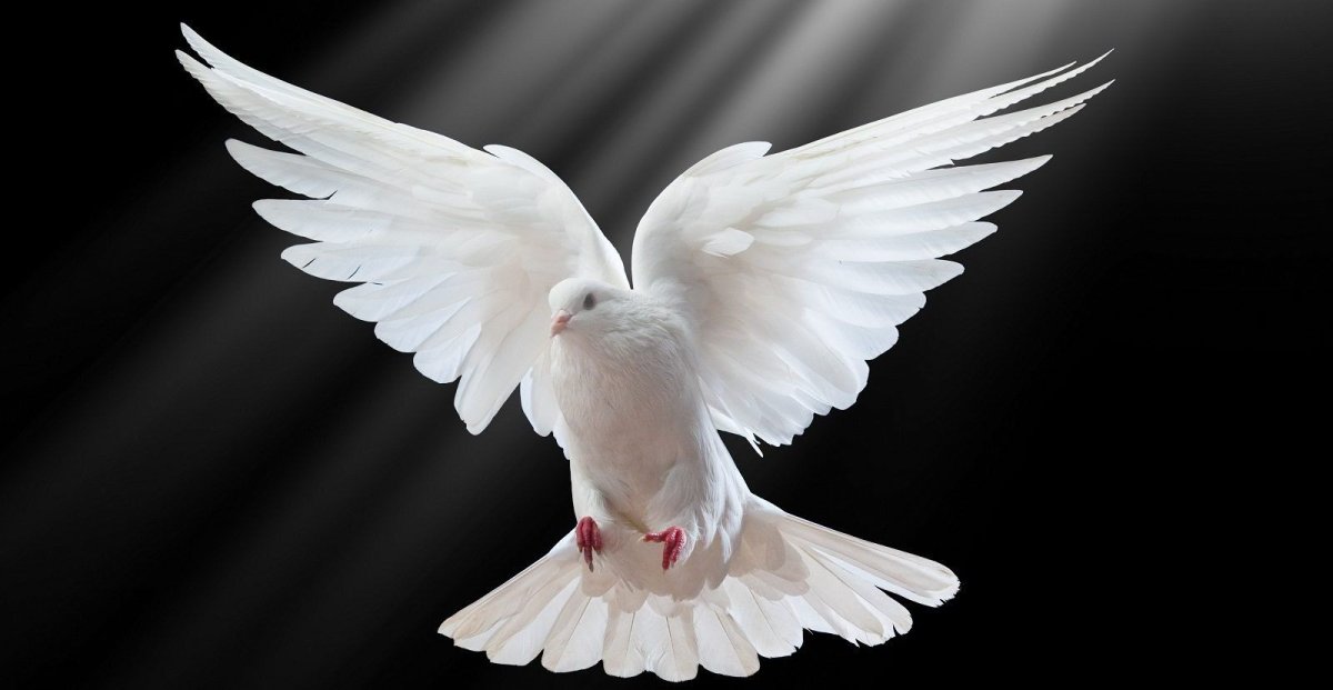 Голубь в полете