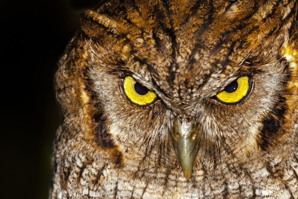 Филин с желтыми глазами