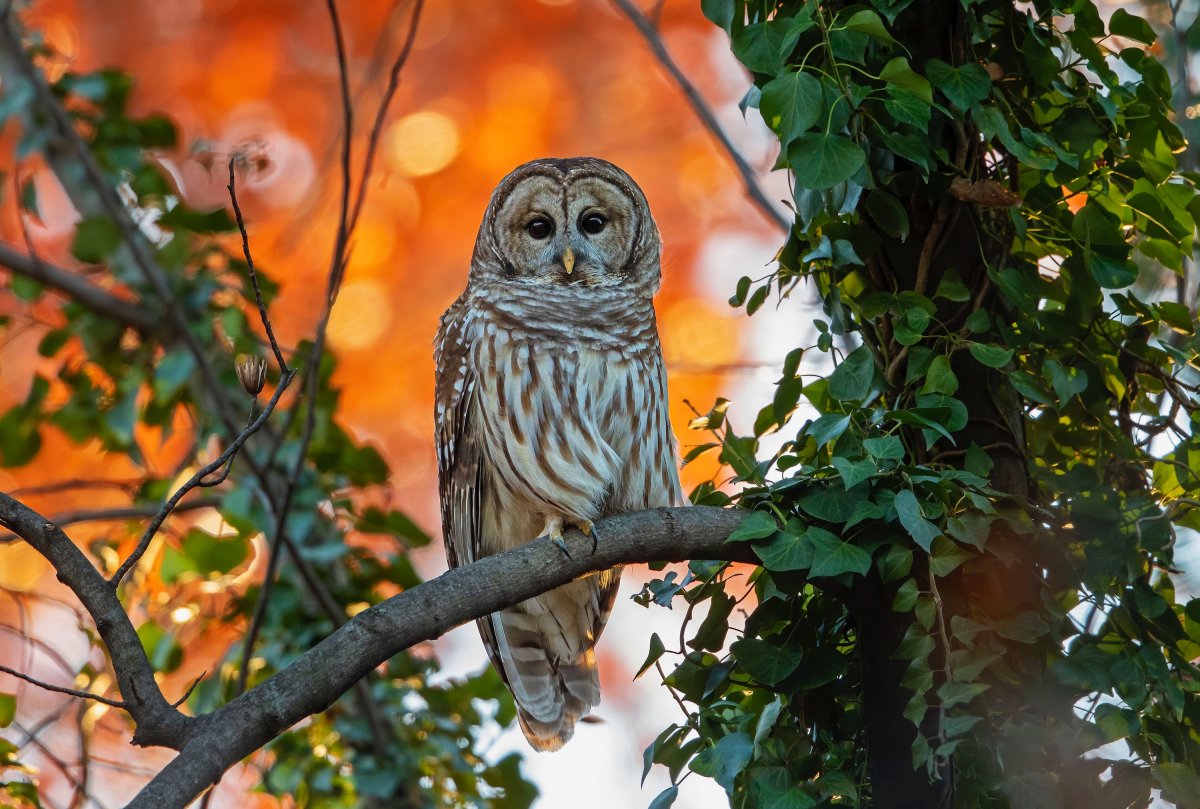 Красивая Сова