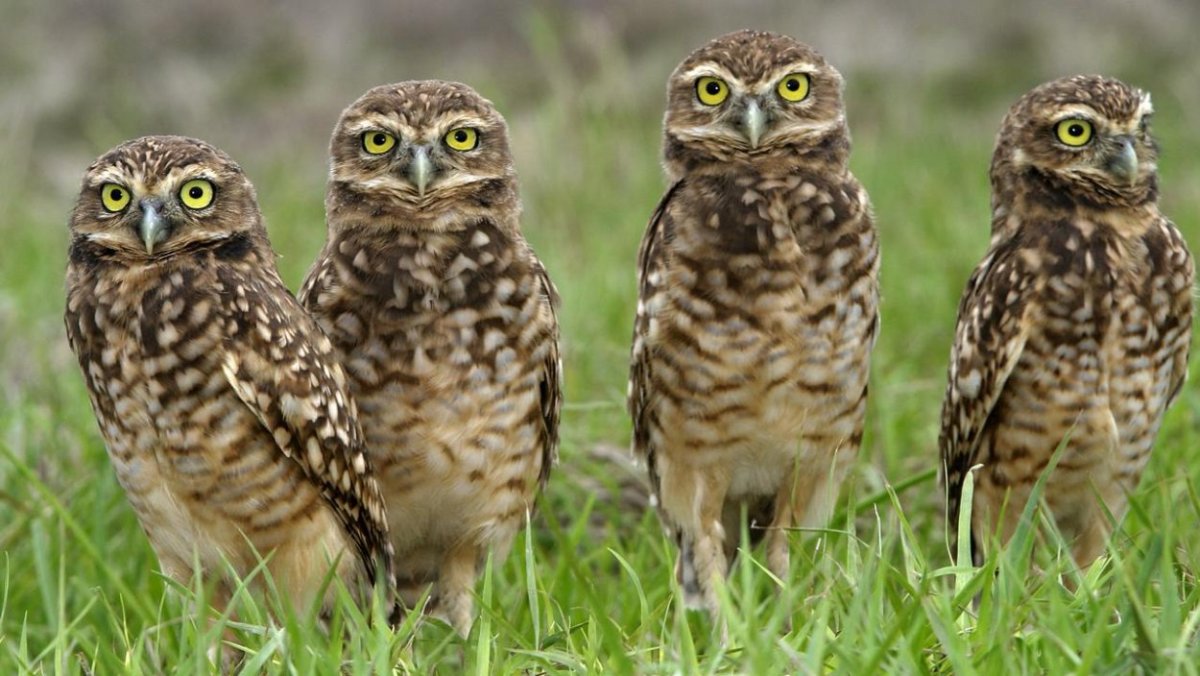 Кроличья Сова