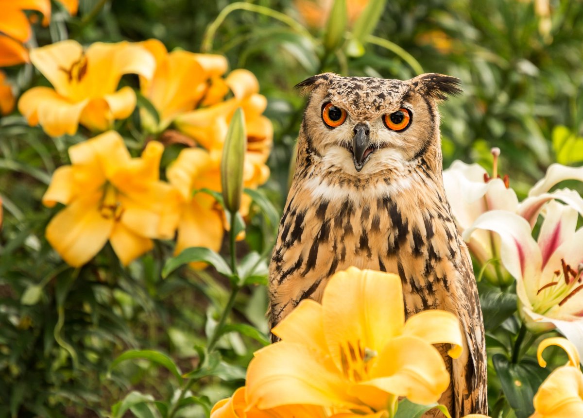 Совята Весна