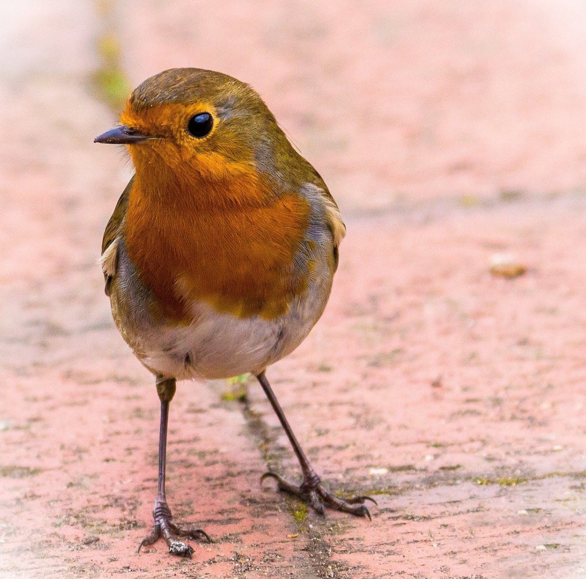 Зарянка горихвостка