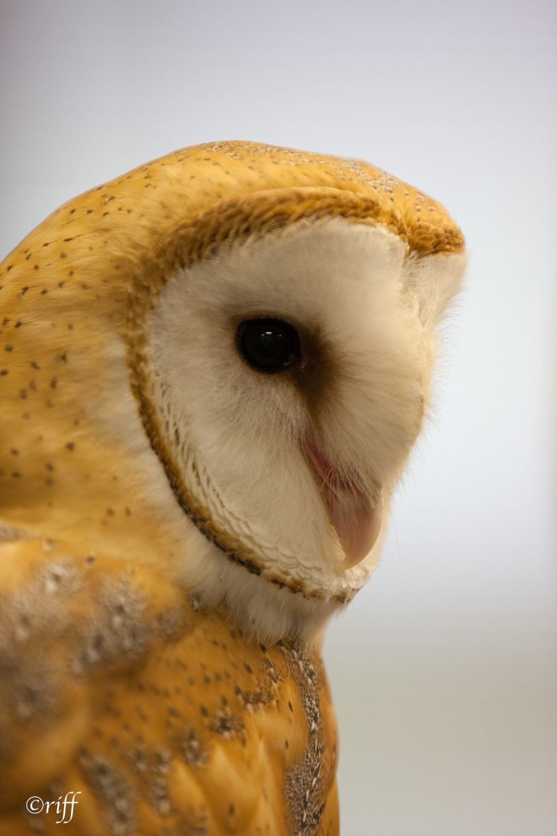 Сова (желтая)