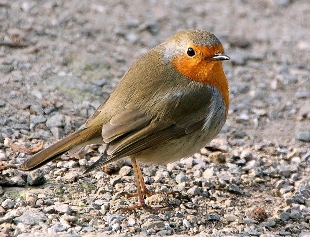Зарянка горихвостка Приморье