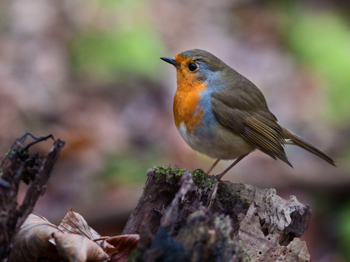 Зарянка горихвостка