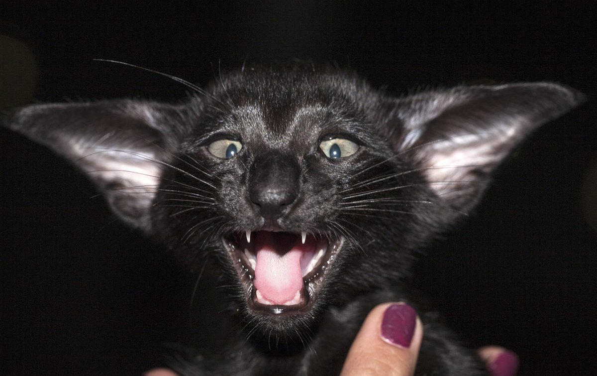 Ориентальная кошка черная