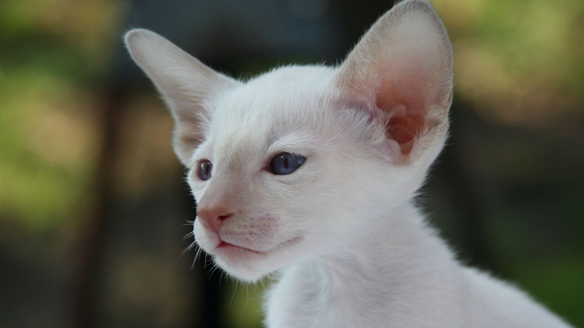 Петерболд Ориентал