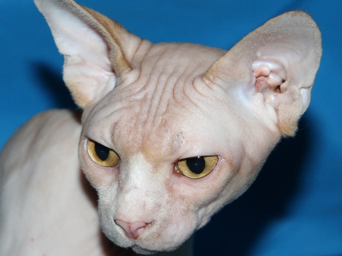 Сфинкс (порода кошек)