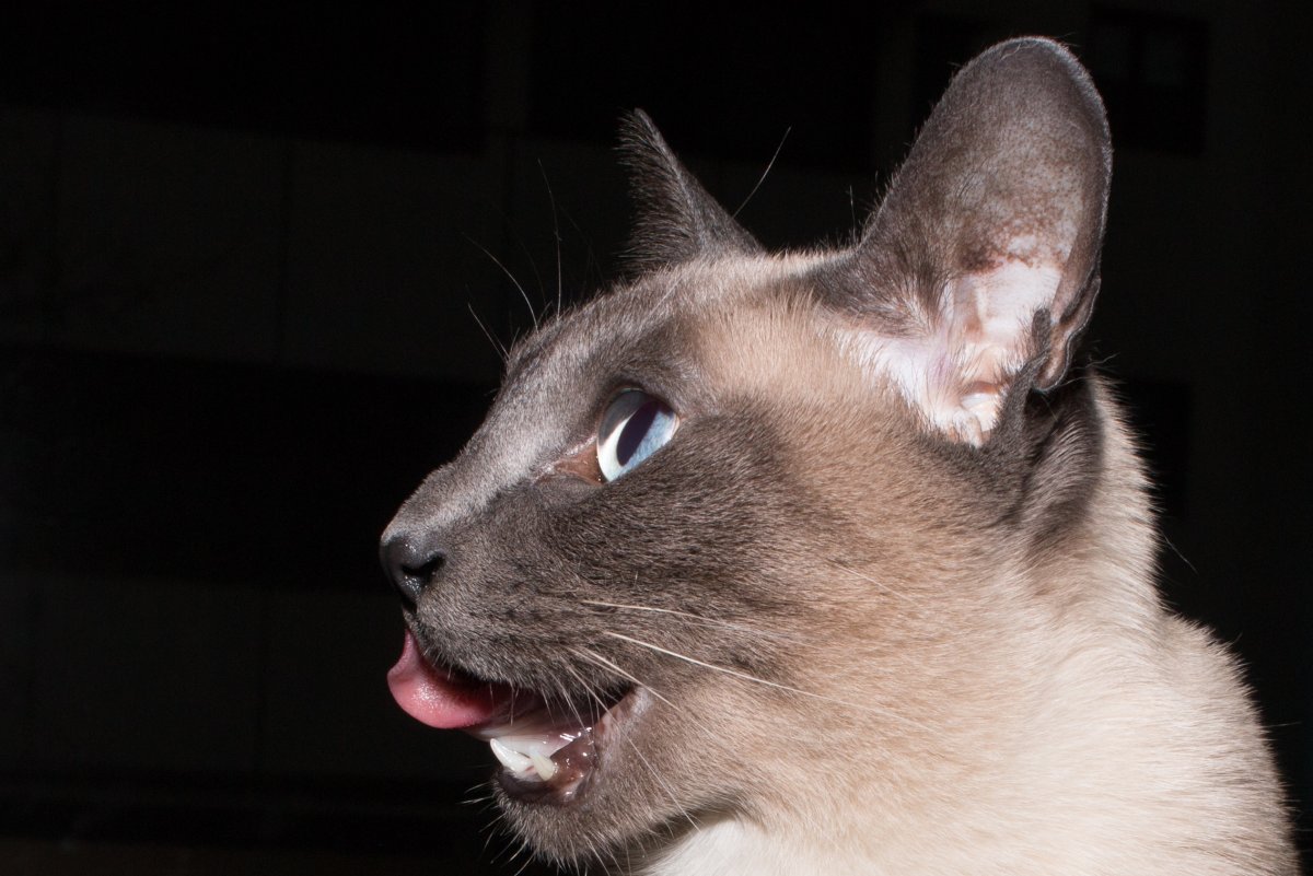 Сиамская кошка