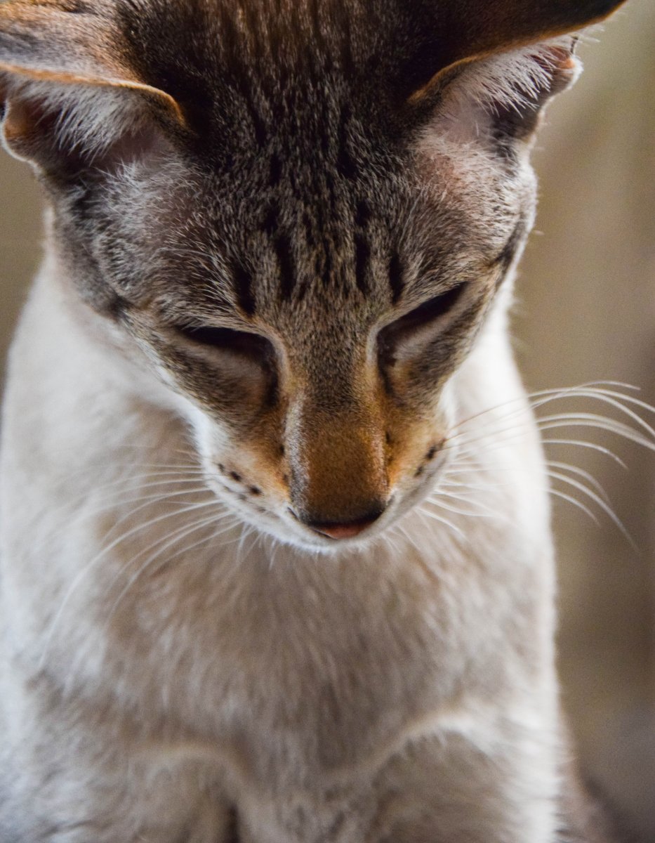 Нос кошки