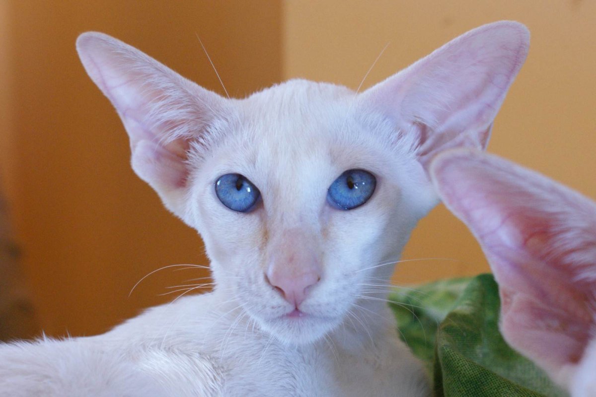 Ориентальная кошка