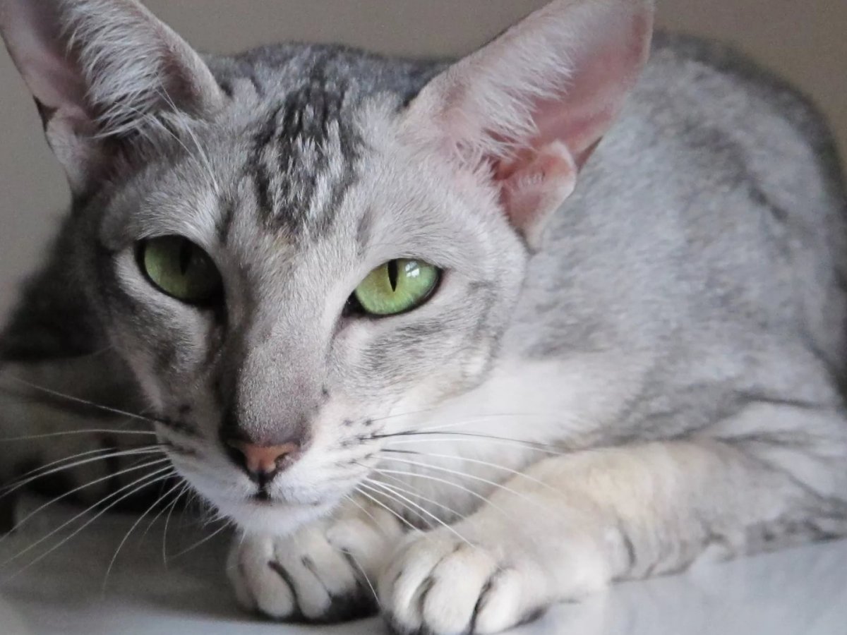 Ориентальная Восточная короткошерстная кошка