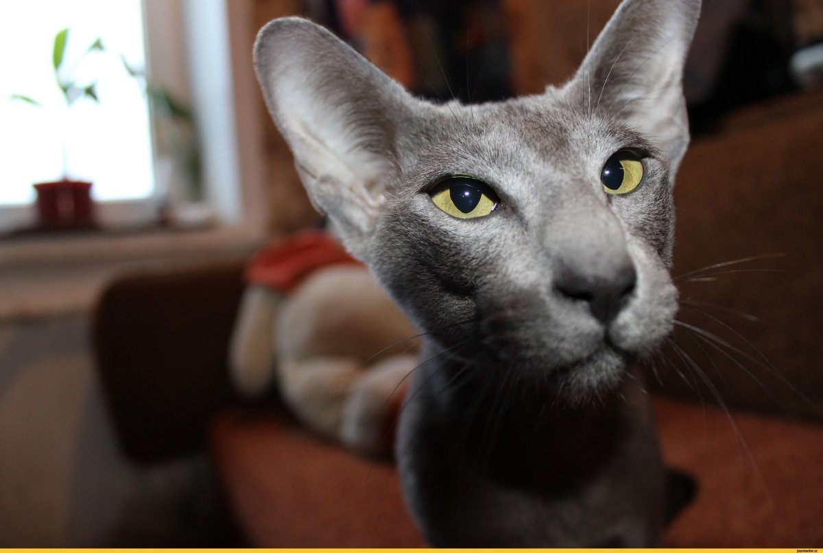 Сиамо-ориентальные кошки