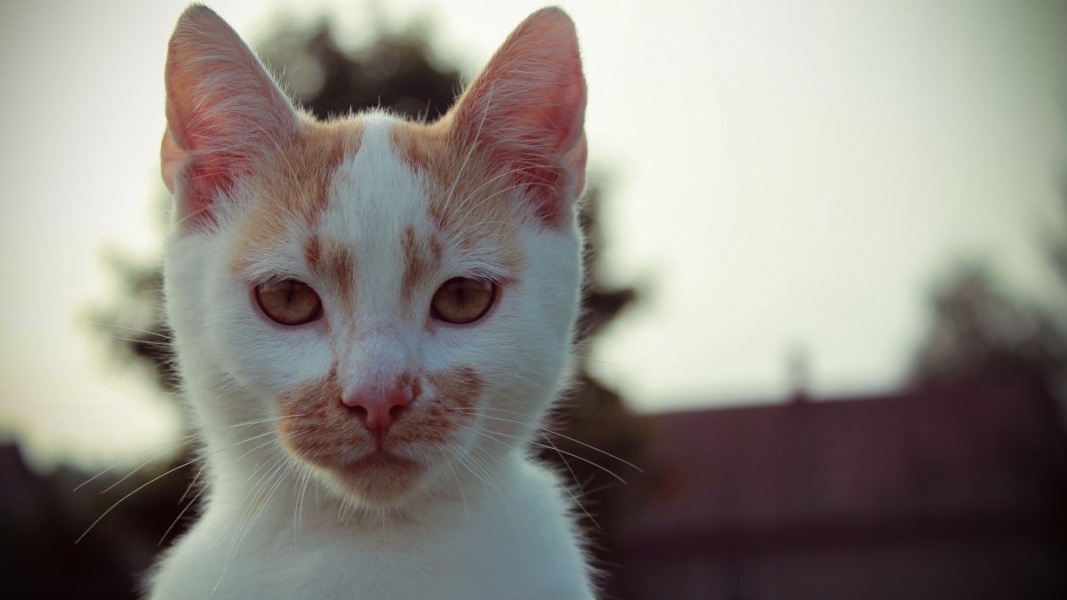 Кошка Польши