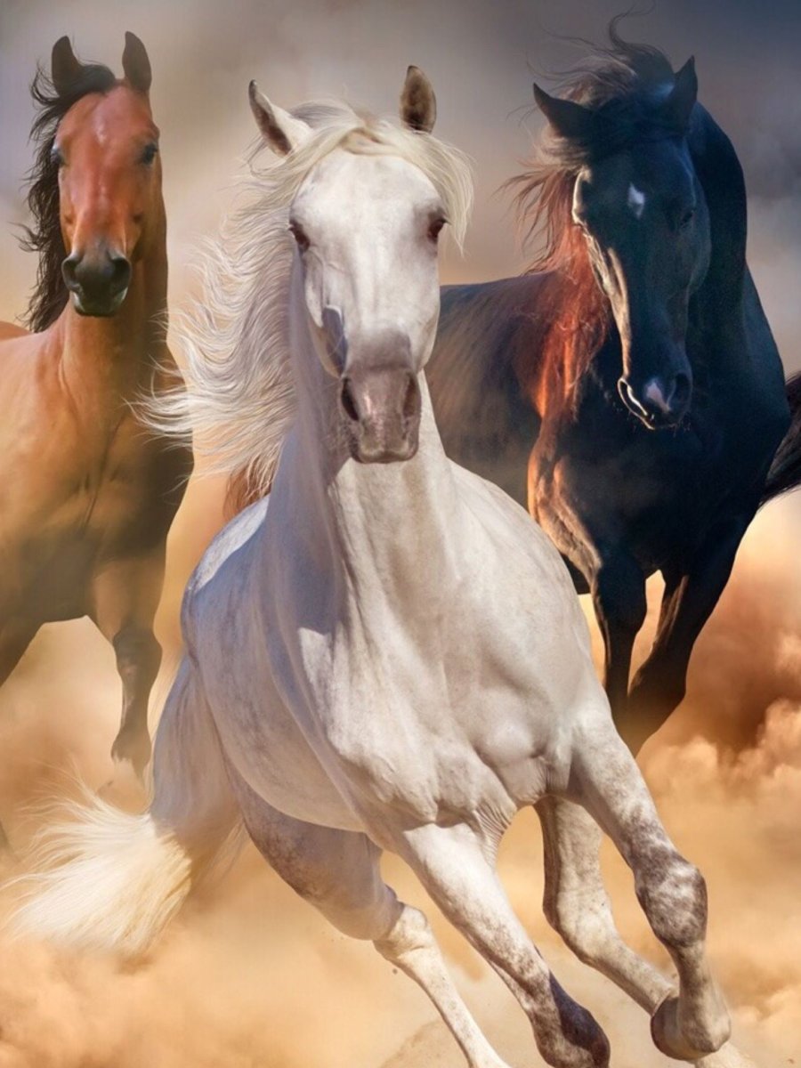 Красивый конь