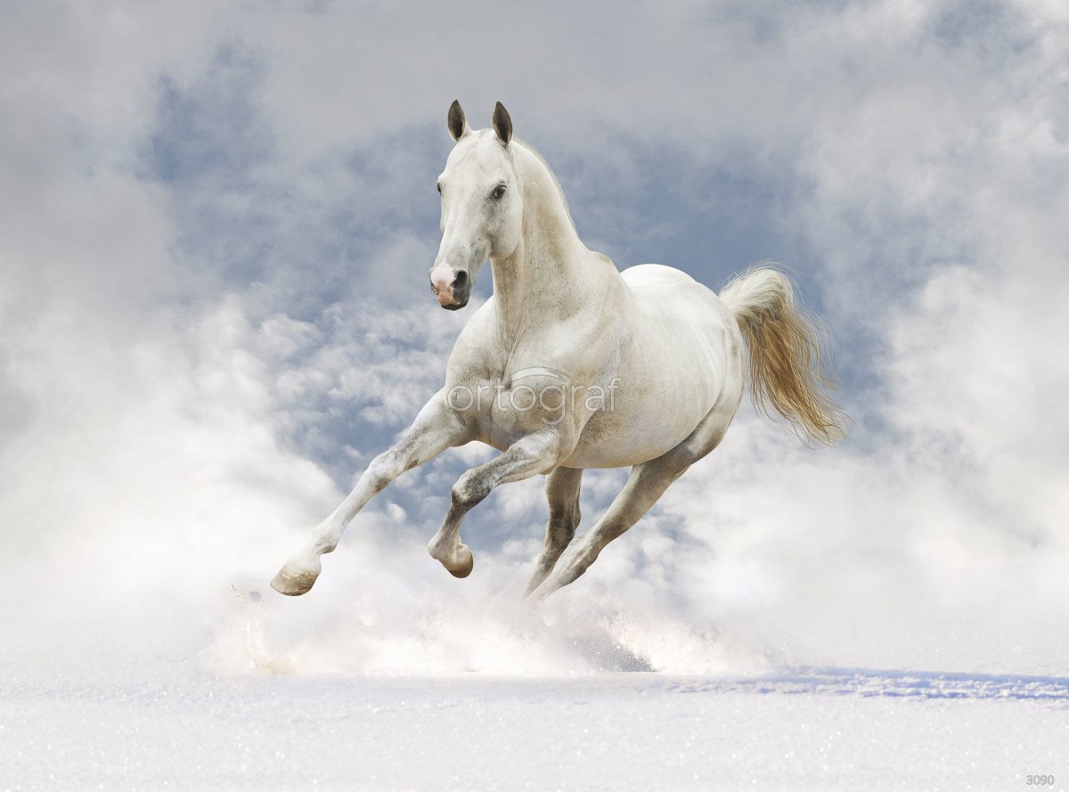 Белая лошадь