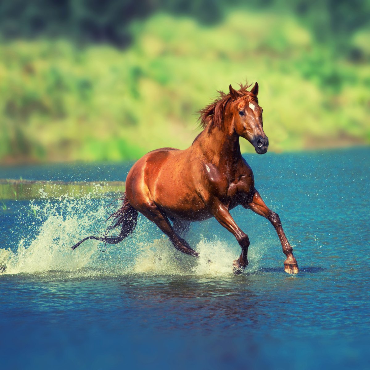 Лошадь бежит