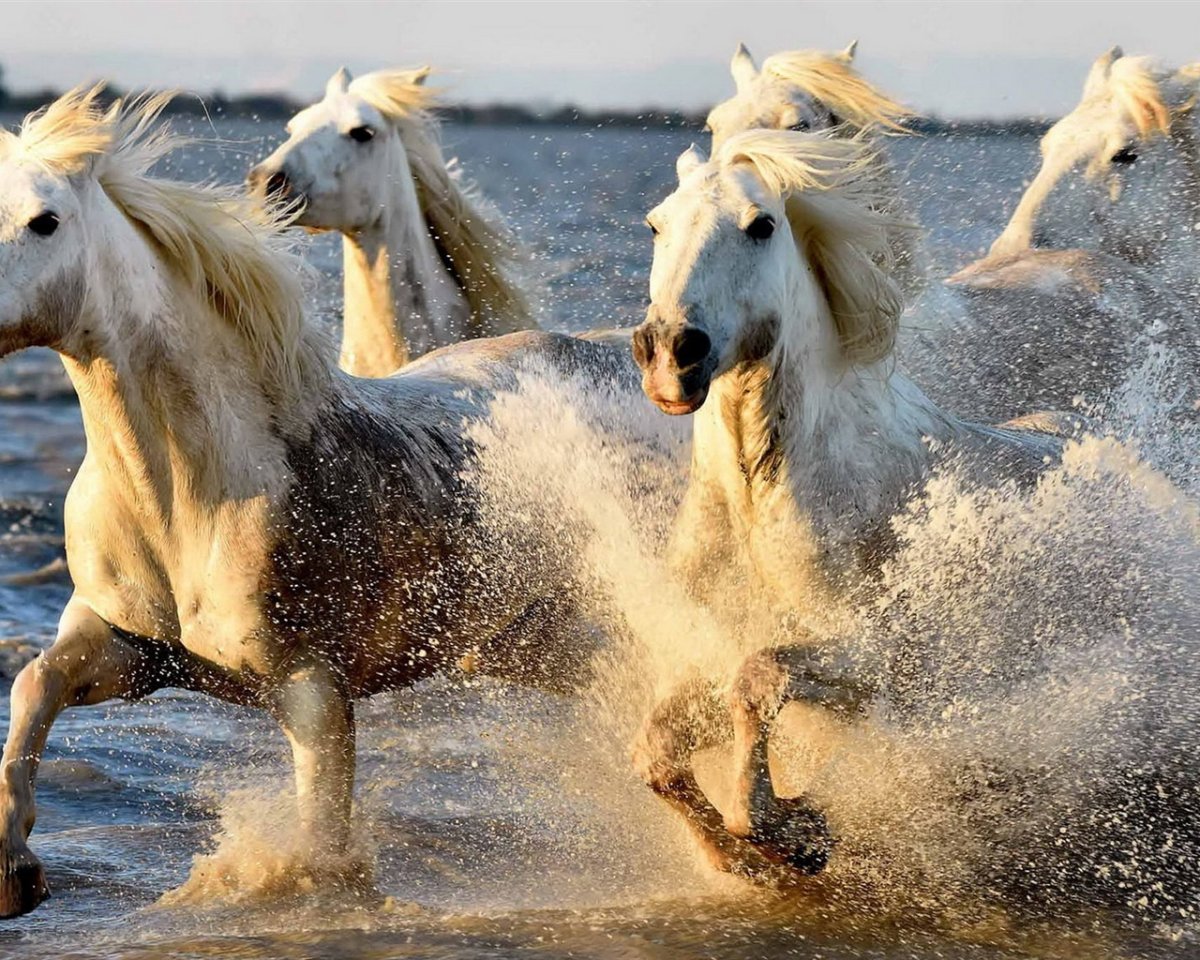 Обои на рабочий стол лошади