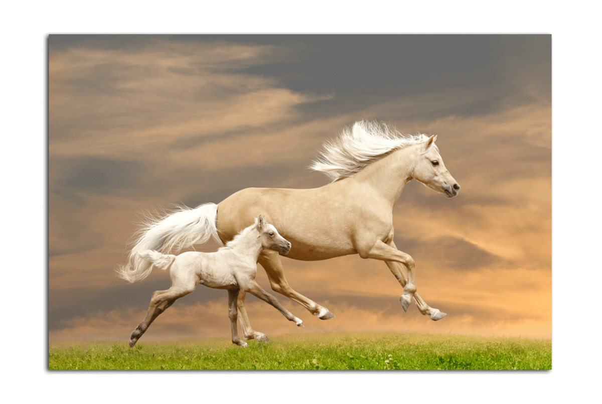 Красивый конь