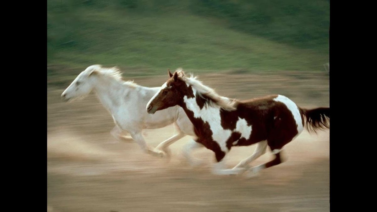 Лошадь бежит галопом