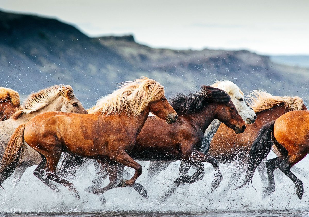 Красивые лошади