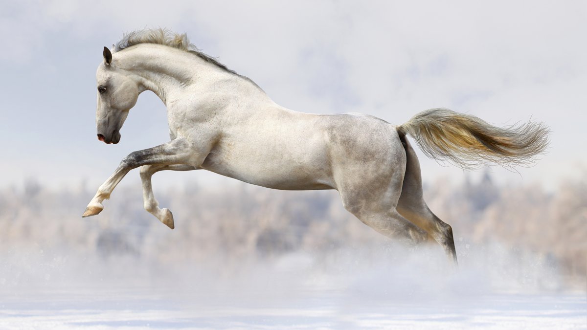 Лошадь бежит