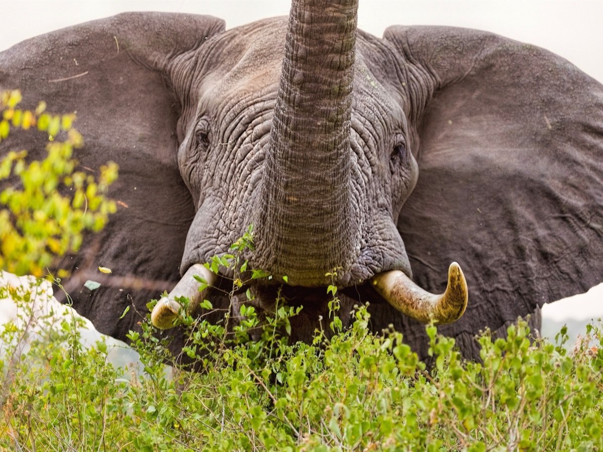 Хоботные хобот