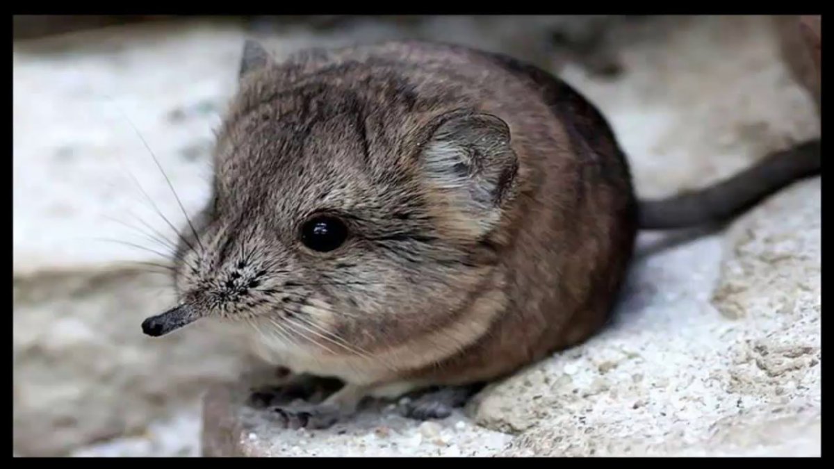 Короткоухий прыгунчик