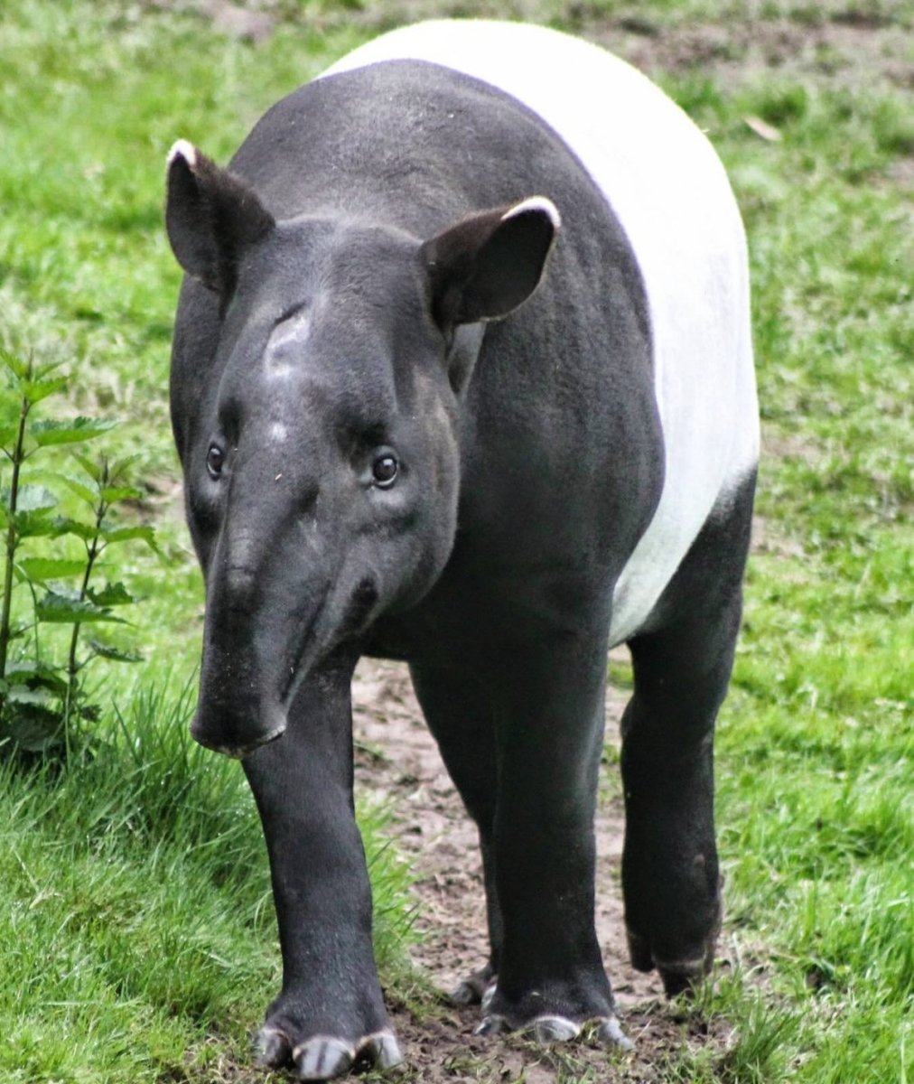 Малайский чепрачный тапир
