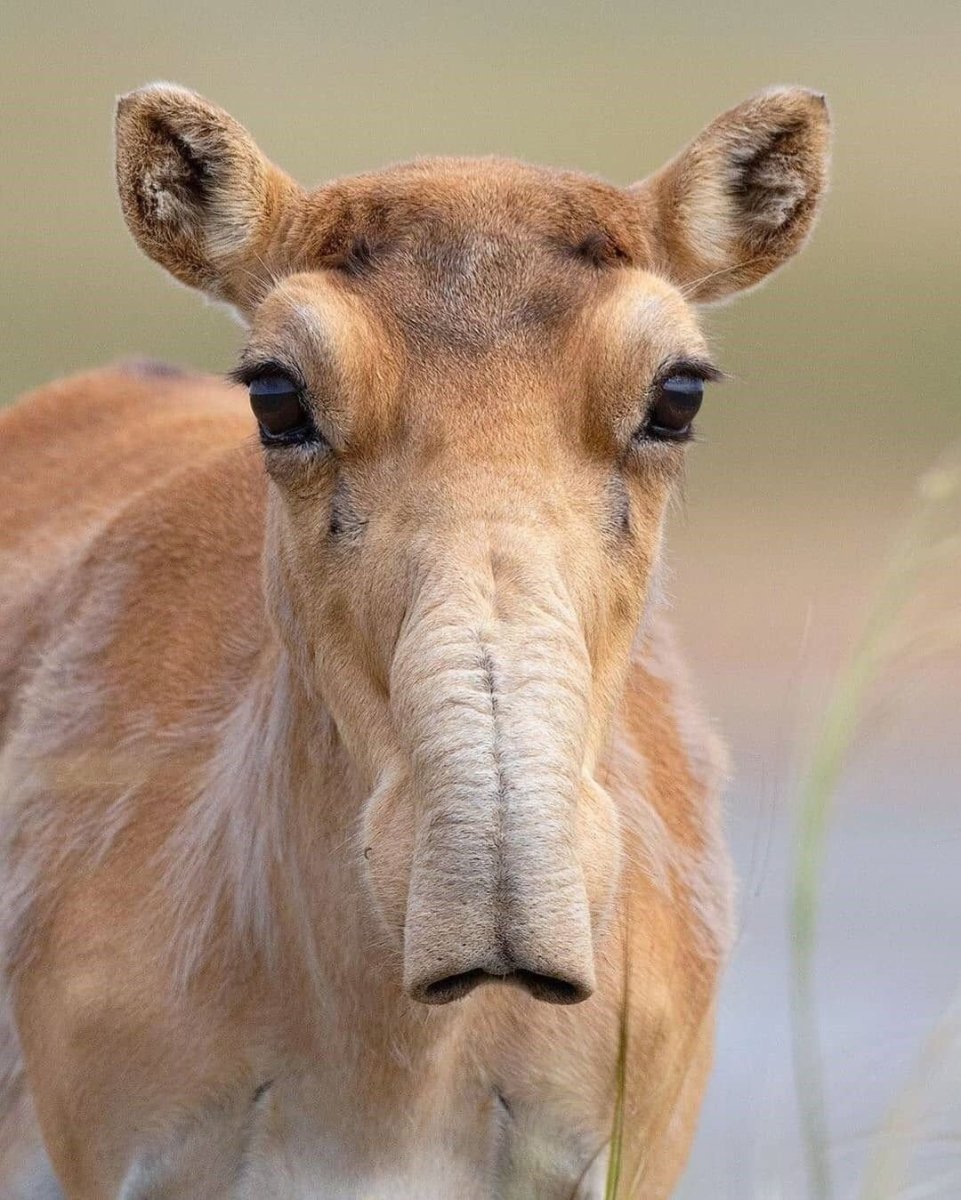 Антилопа Сайгак