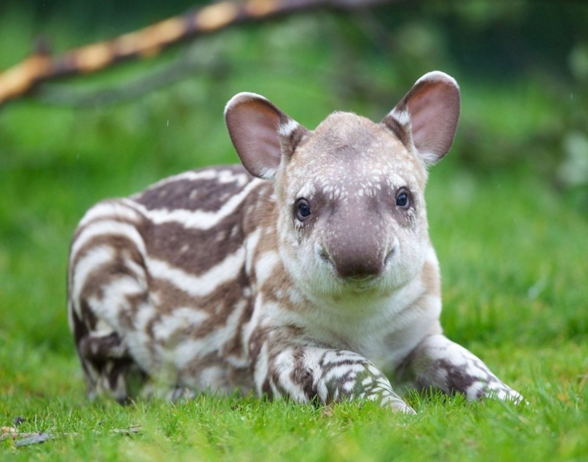 Тапир поросята