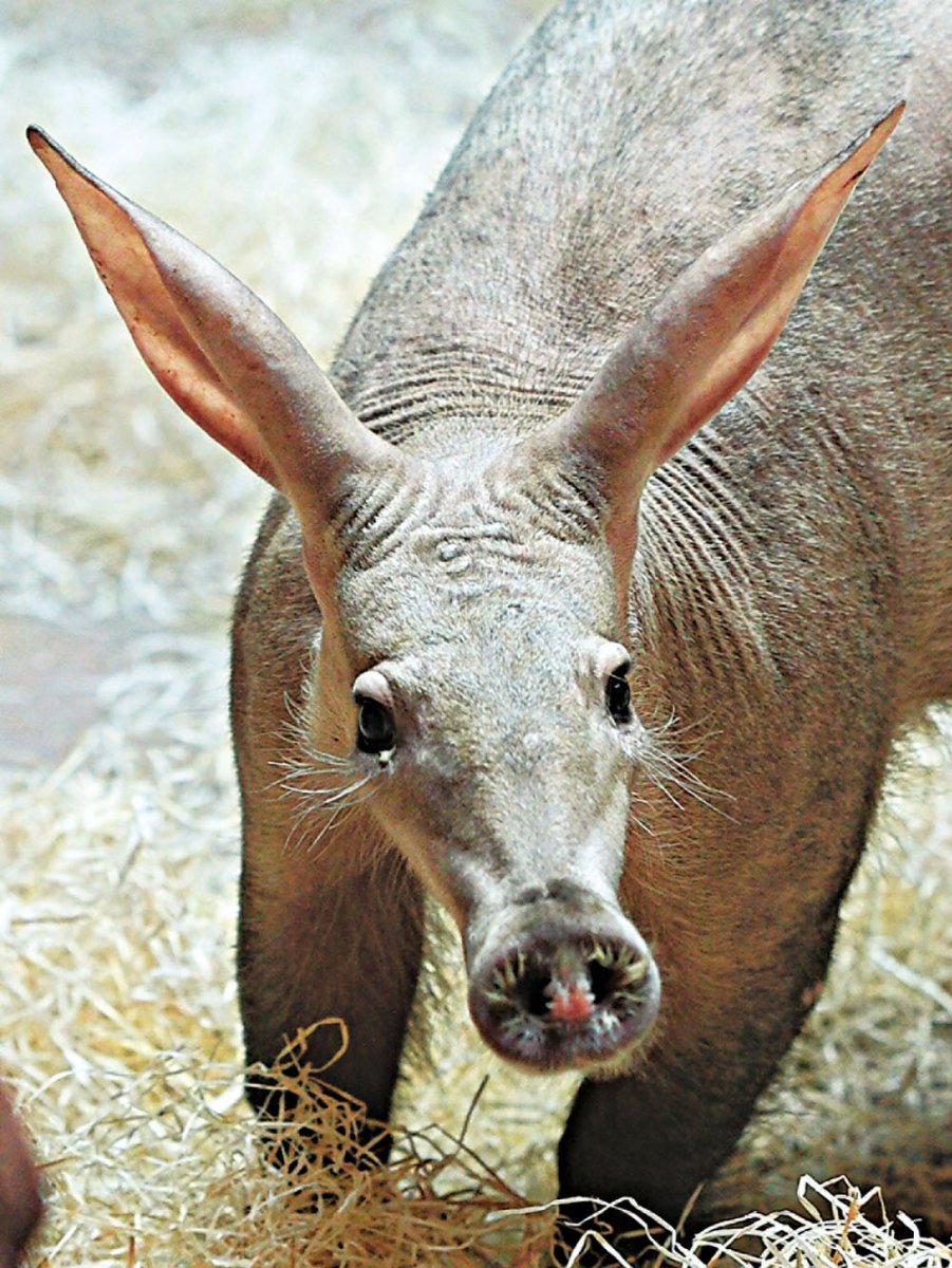 Аардварк Земляной поросенок