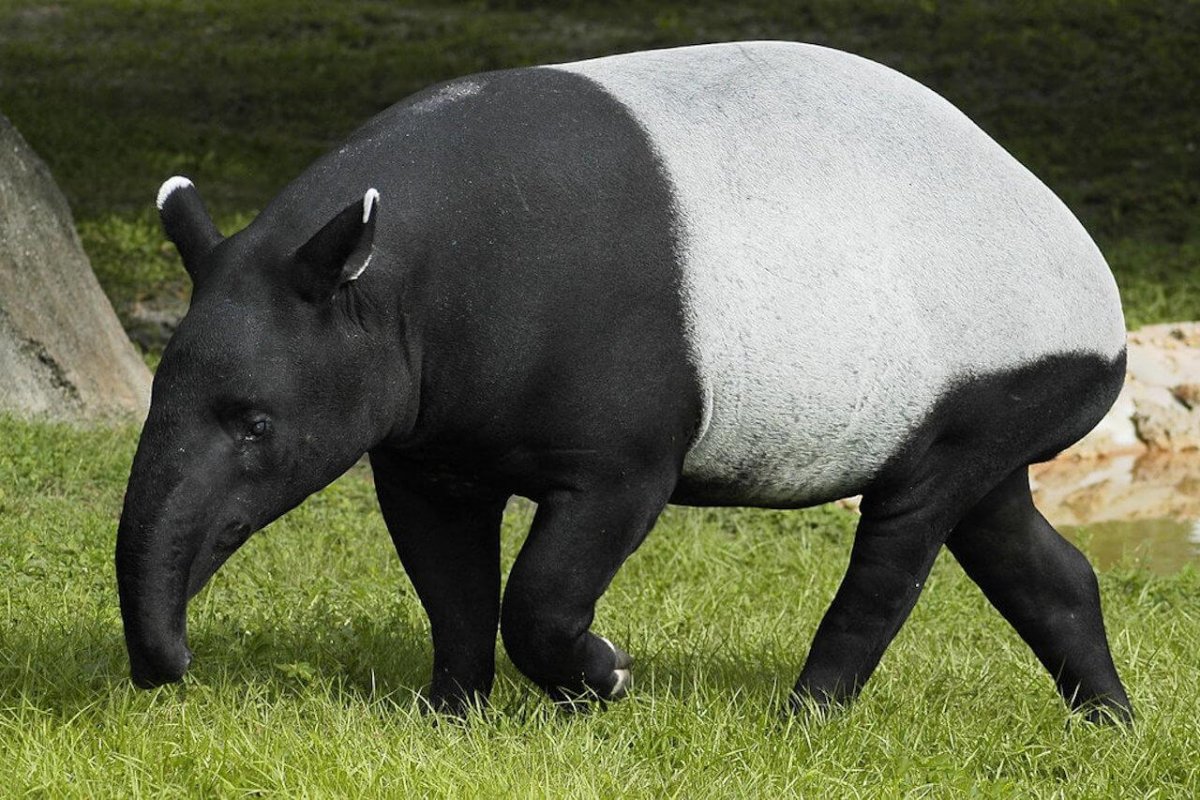 Чепрачный тапир (Tapirus indicus