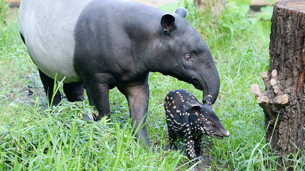 Чепрачный тапир (Tapirus indicus