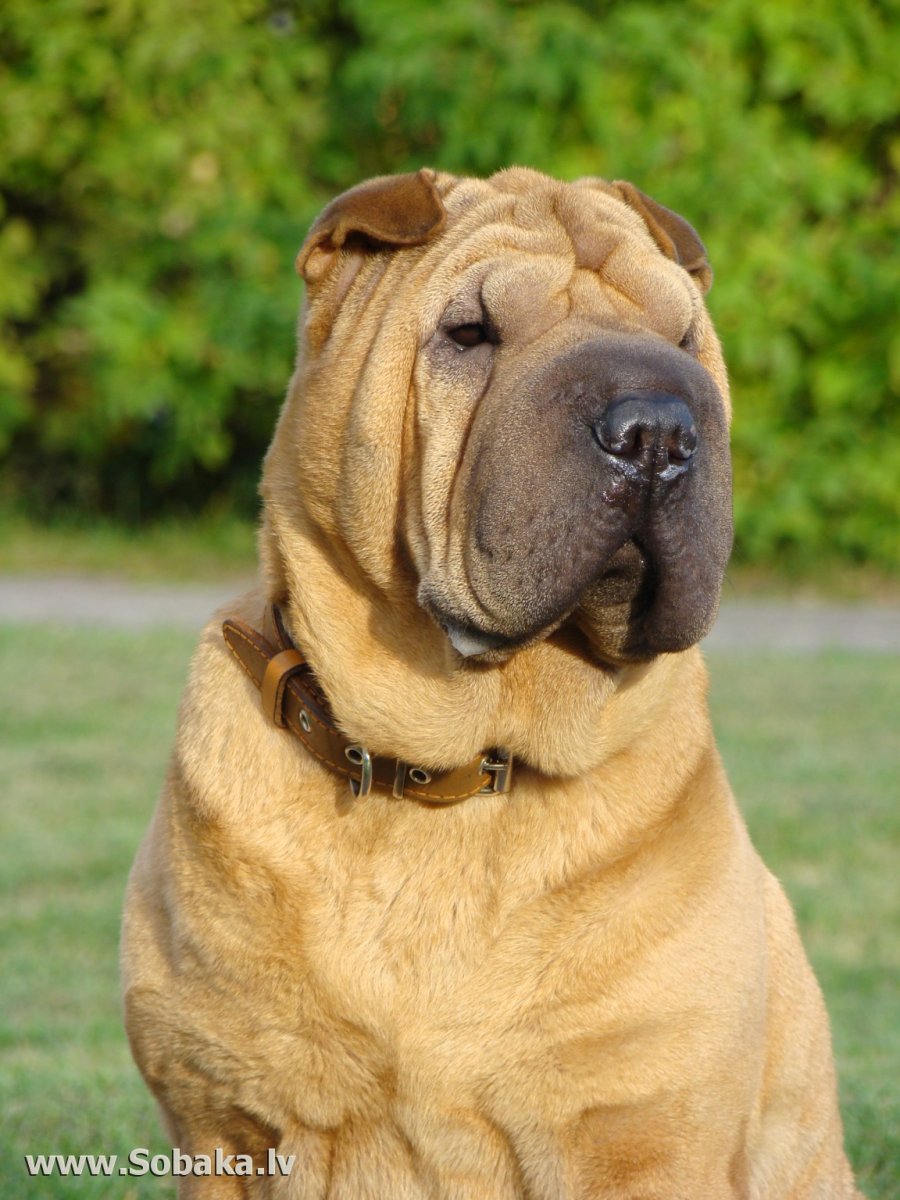 Желтая большая собака с отвисшей мордой порода