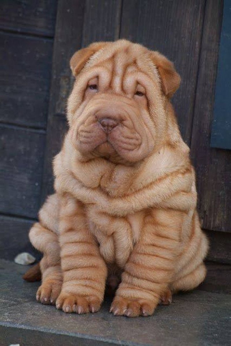 Собака шарпей