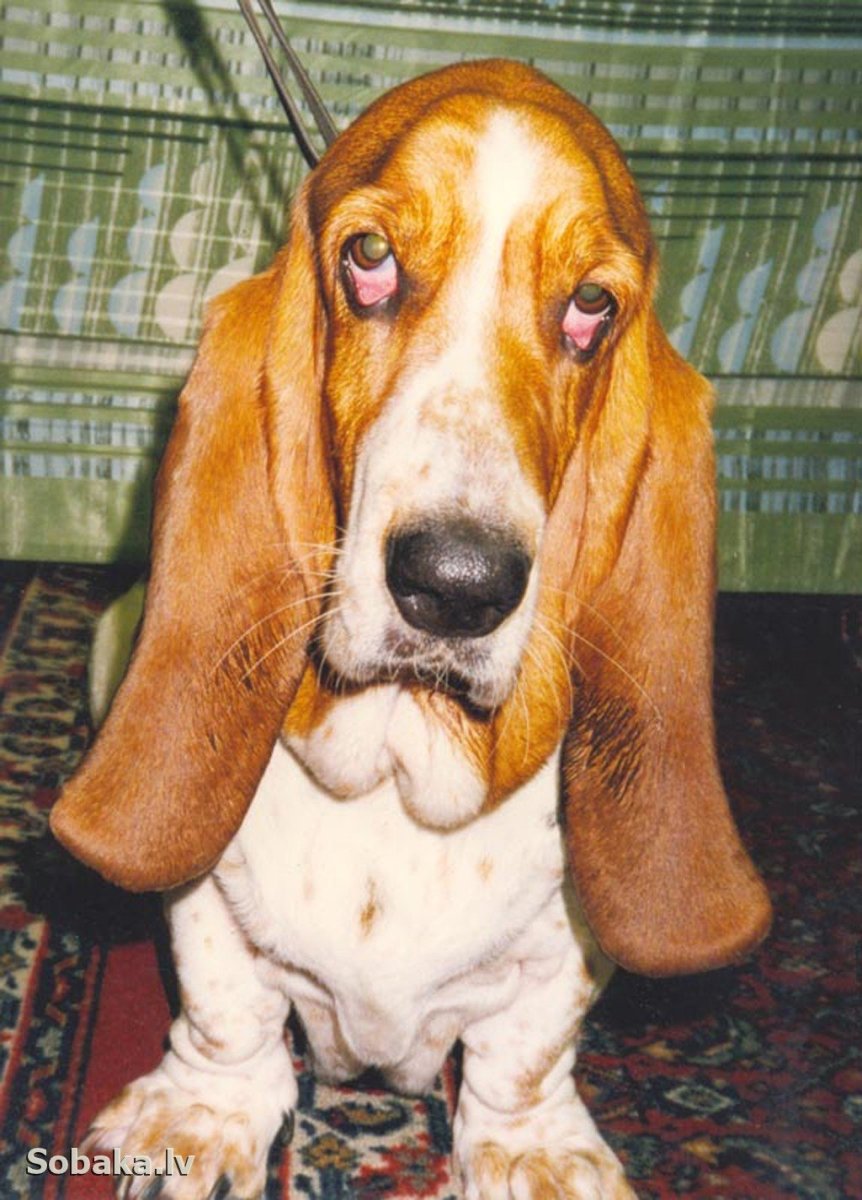 Бассет хаунд глаза