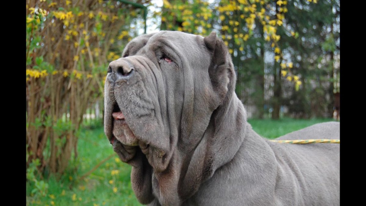 Порода собак с обвисшей мордой