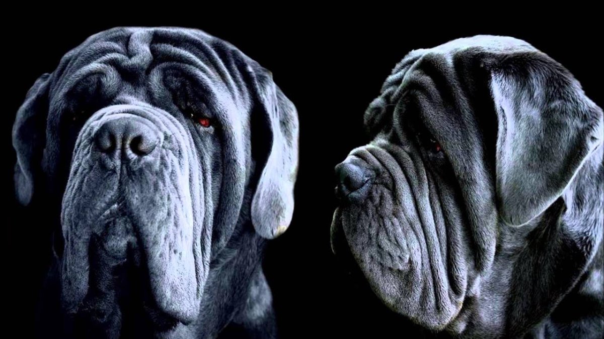 Мастиф неаполитано черный