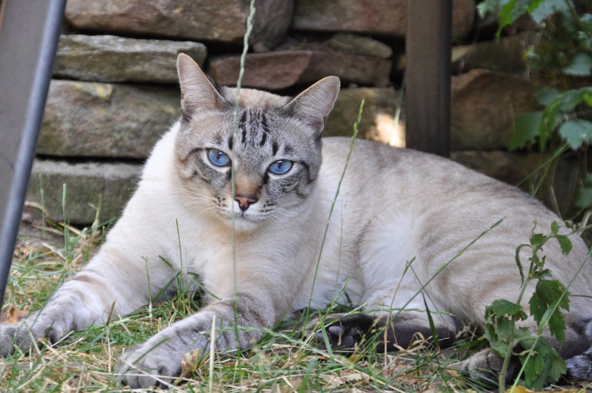 Тайская тэбби Пойнт кошка