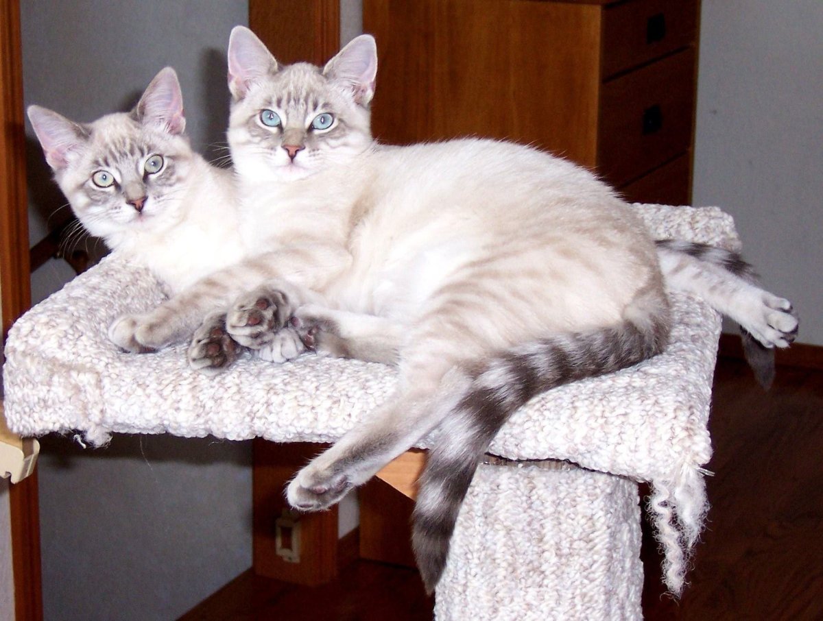 Тайский табби Пойнт