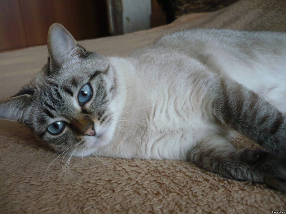 Тайская тэбби Пойнт кошка