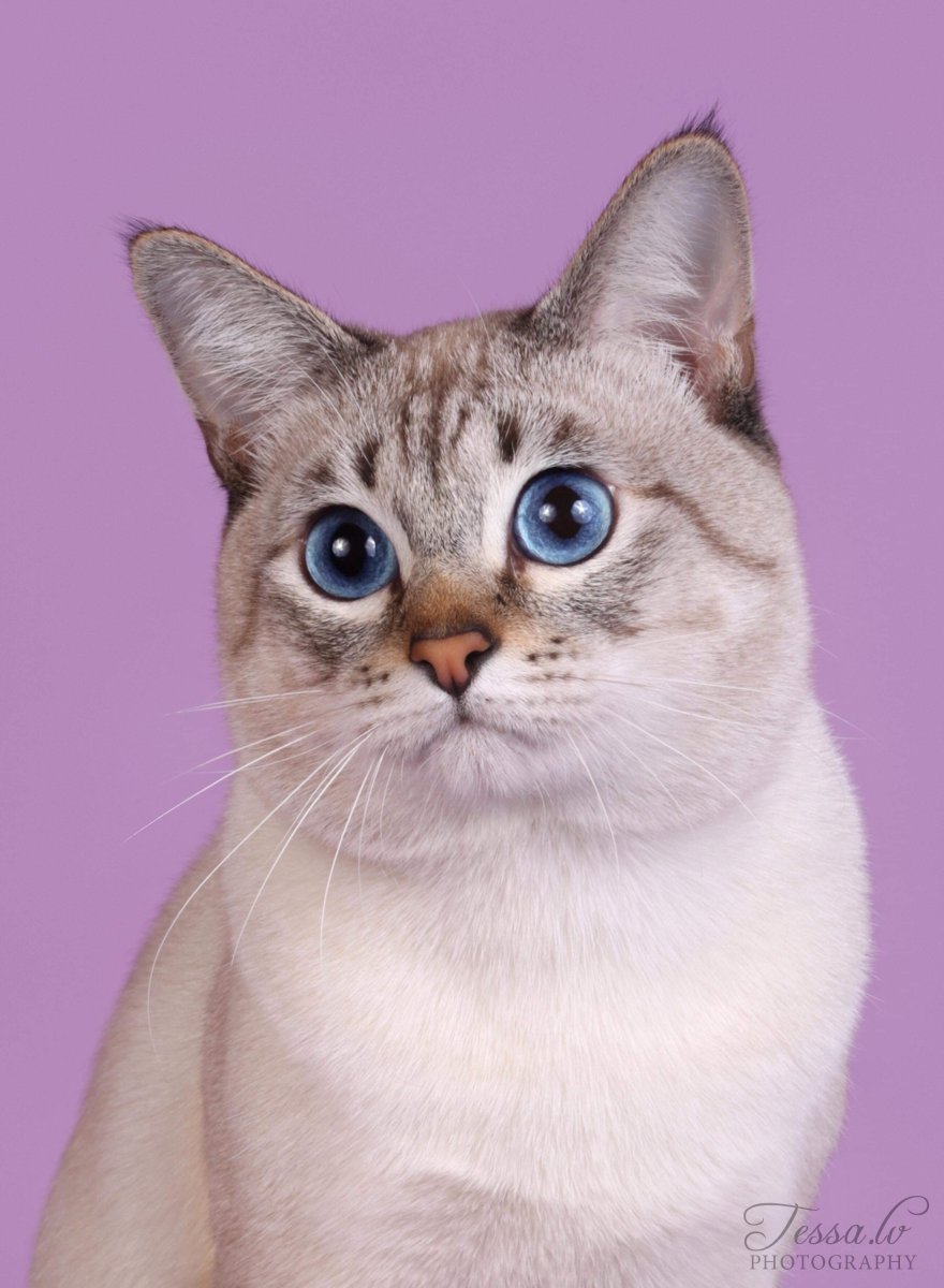 Тайская кошка Блю тебби Пойнт