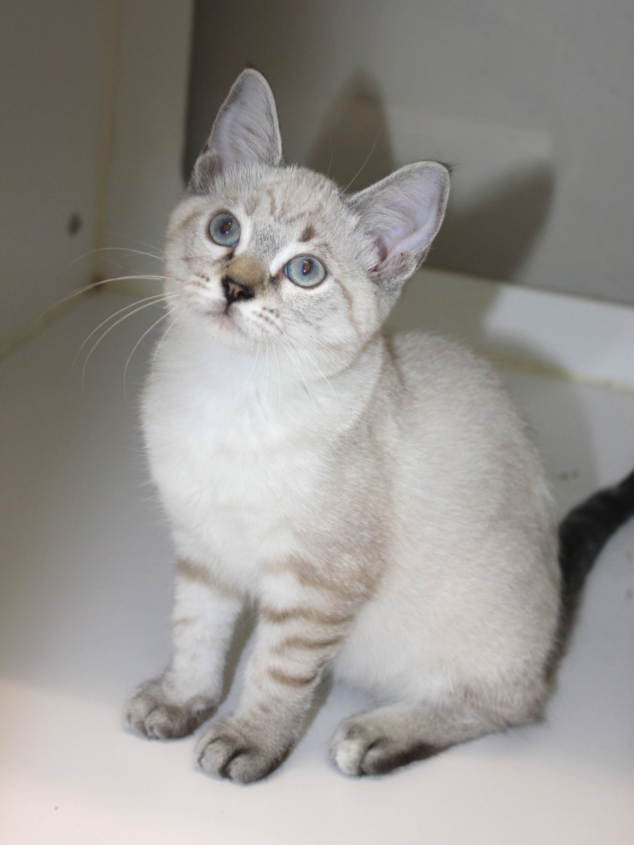 Тайский табби Пойнт