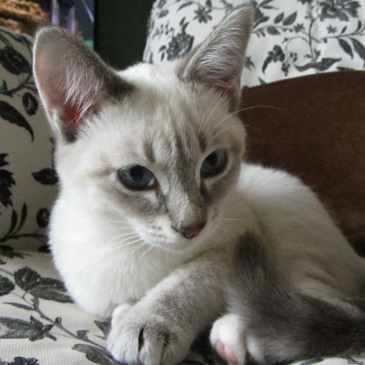 Тайский кот табби Пойнт