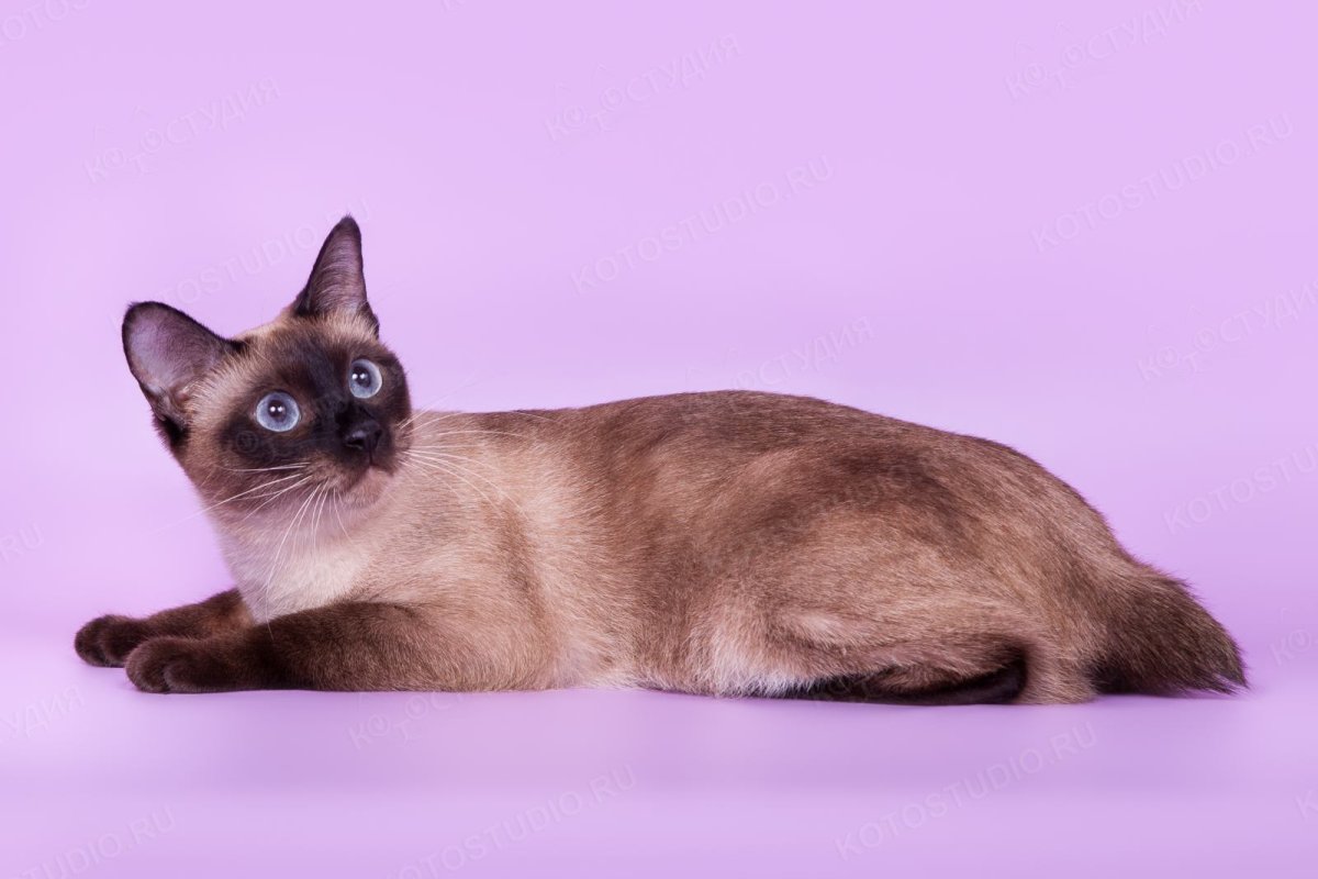 Мекгонский бобтейл сил поин