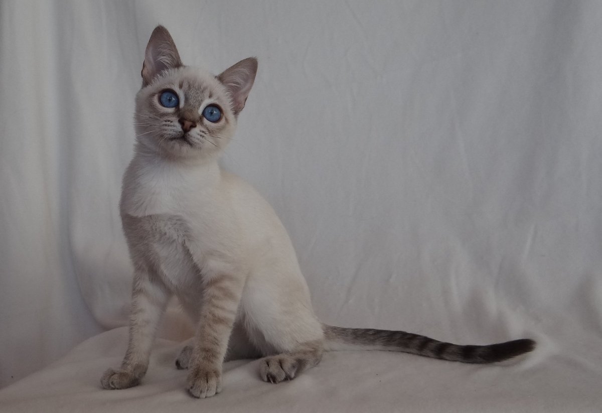 Тайская сил тэбби Пойнт