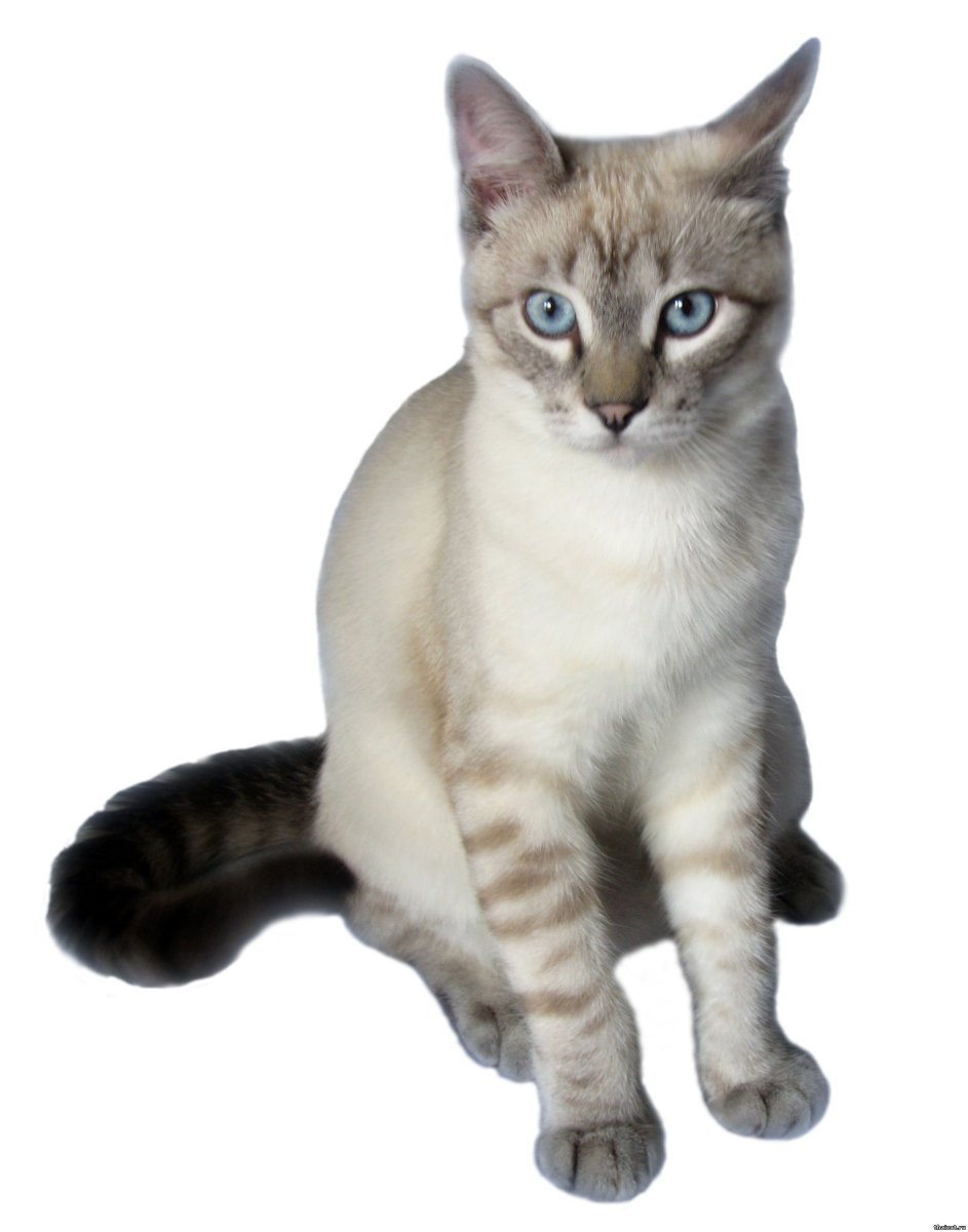 Тайский кот табби Пойнт